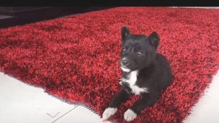 ayx官网:
「欧国联」克罗地亚vs法国 格子军团能否复仇?(图7) 爱游戏(ayx)中国官方网站