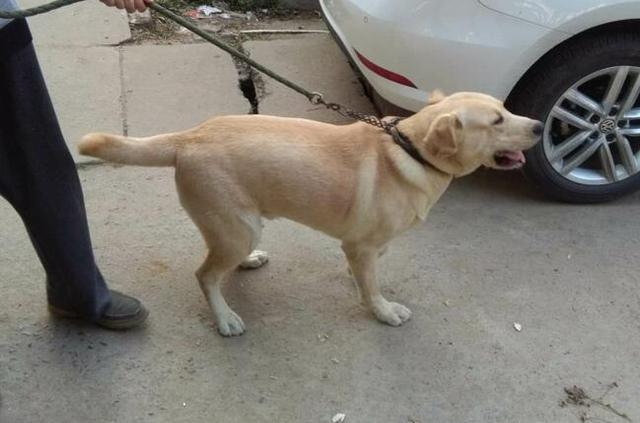 ‘ayx官网’欧冠赛程过半，“伪权门”又要去欧联搅浑水，主教练必须背锅