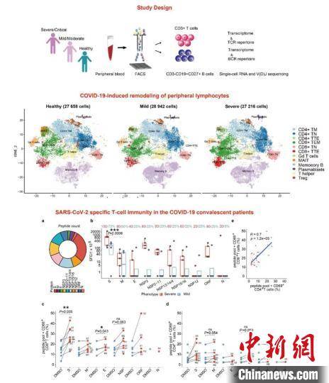 
中国学者展现新冠肺炎适应性免疫反映特征‘ayx官方网站’(图3)