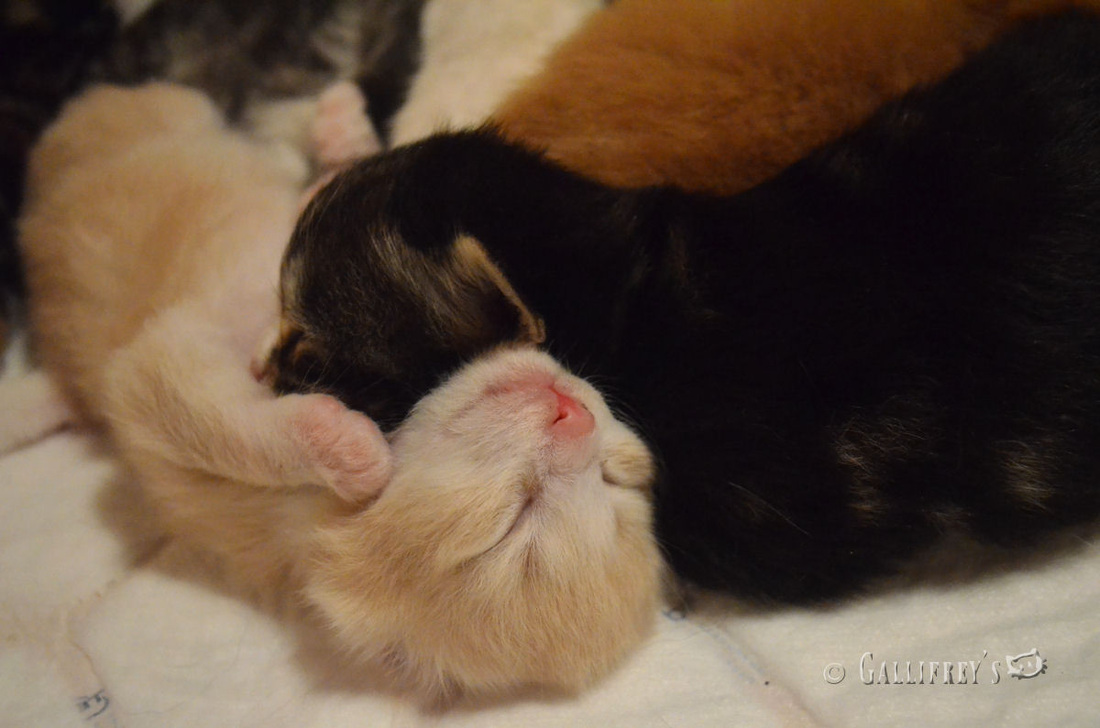 21世纪欧冠冠军排行榜一览：ayx官网