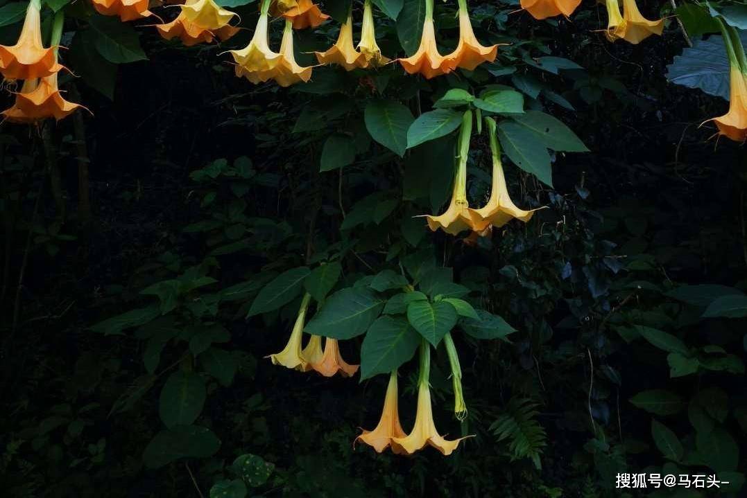 岂非你们不明白吗|ayx官网(图5)
岂非你们不明白吗|ayx官网(图5)