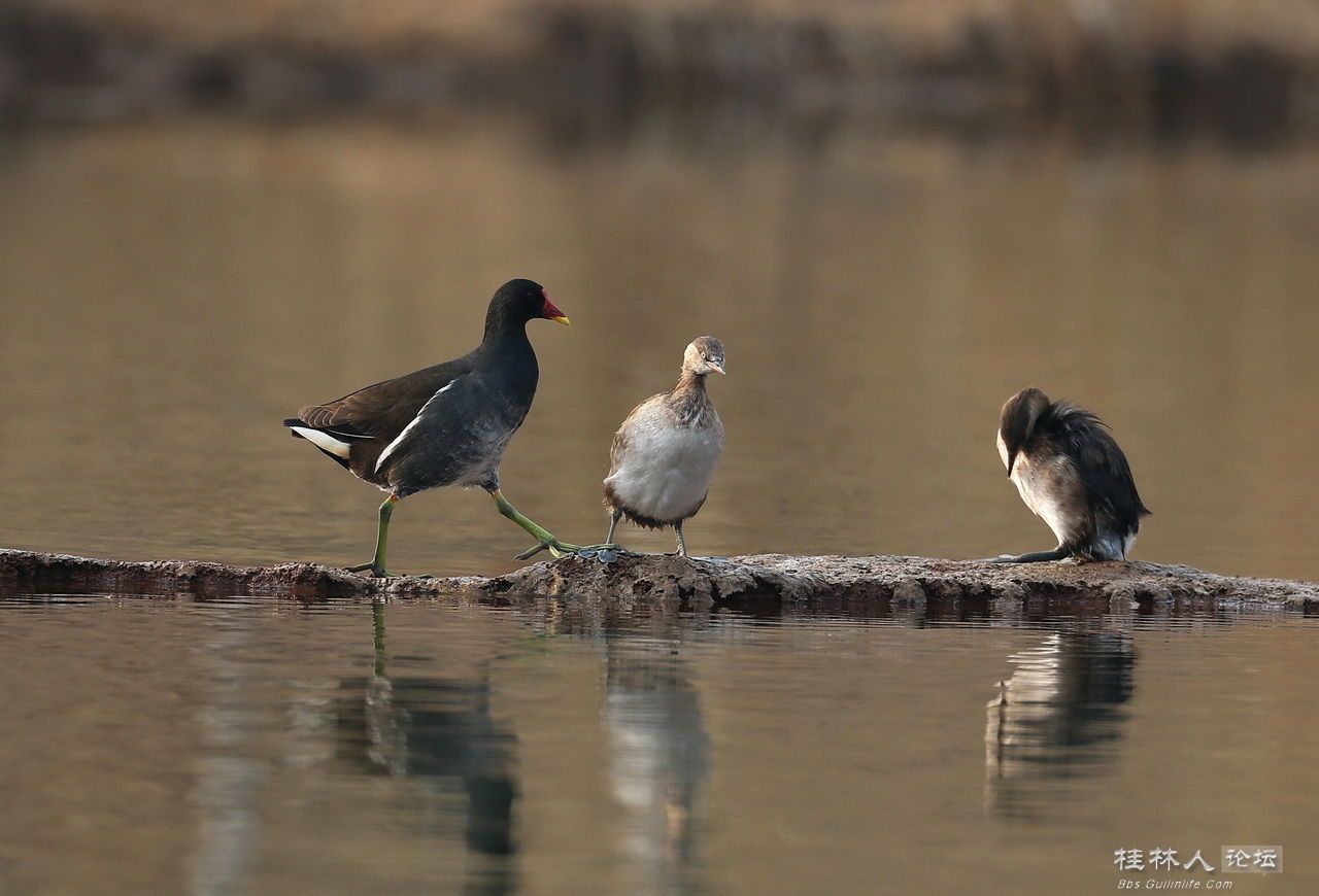 ayx官方网站-
加拿大留学