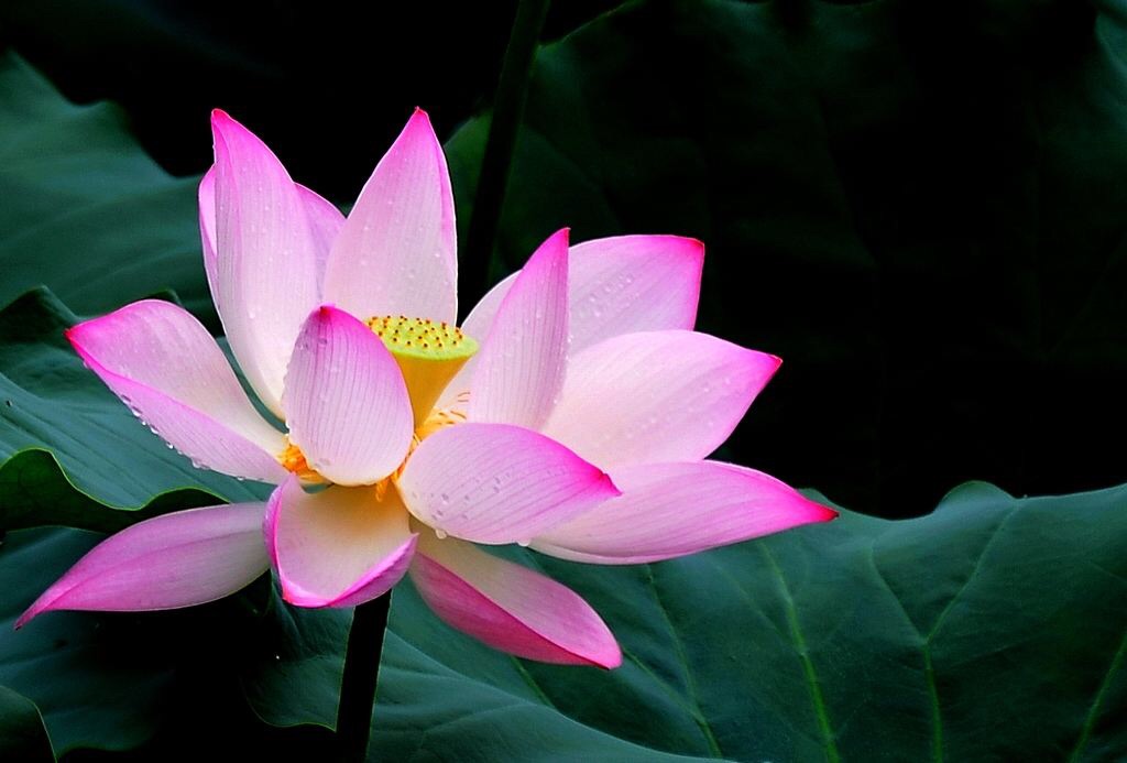 中国赛日女将争冠 龚睿那炮轰:别把孩子当白老鼠-爱游戏(ayx)中国官方网站(图3) ayx官方网站