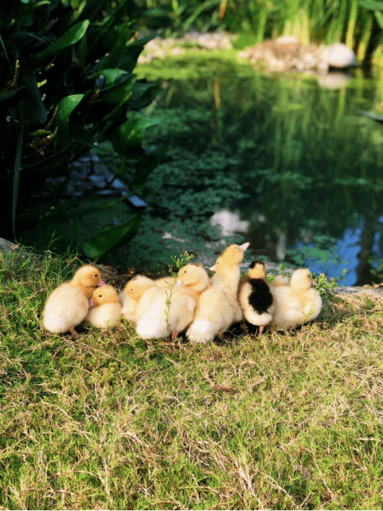 大北郊 冲鸭!|ayx官网(图23)
大北郊 冲鸭!|ayx官网(图23)