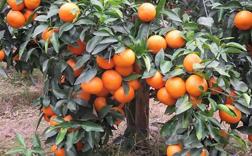 ayx官方网站_
市城管执法局调整为市都会治理委治理的副局级行政执法机构(图2) ayx官方网站