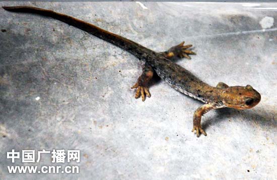 ‘ayx官方网站’
FIFA足球世界 | 欧冠群星闪耀 巨星震撼登场