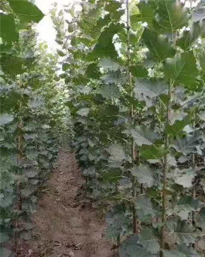 爱游戏(ayx)中国官方网站|小威领衔迈阿密赛参赛名单 力争史无前例第9冠(图2) 爱游戏(ayx)中国官方网站