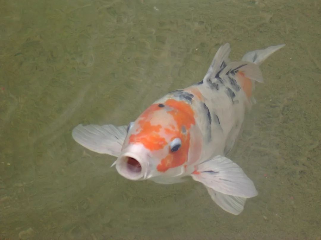 【爱游戏(ayx)中国官方网站】海洋重金属污染严重,国家抽检海蟹合格率仅20%(图3) ayx官方网站