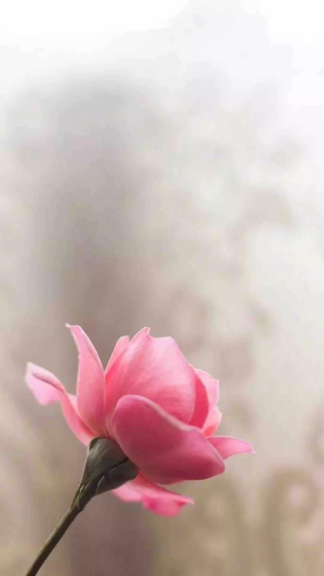 “ayx官网”欧冠女排8强出炉!3队是夺冠大热门,4强争夺战下月初打响(图2) ayx官网