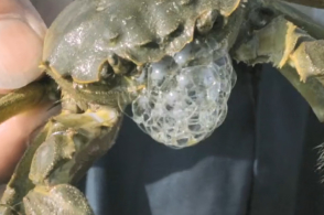 中国篮球重大失误!停表6秒却没人发现,外援看懵了,给姚明添堵-ayx官网(图4) ayx官网