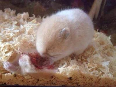 “爱游戏(ayx)中国官方网站”
35岁4个差别联赛32座冠军奖杯 C罗还能再火几年?拭目以待!(图5) 爱游戏(ayx)中国官方网站