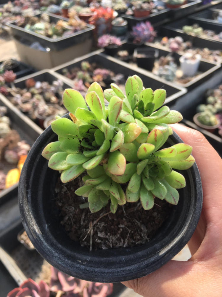 爱游戏（ayx）中国官方网站