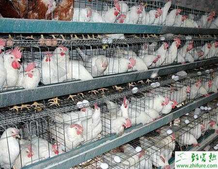 ayx官网_
新老接应对决女排欧冠 一传能手进攻软爆 中国女排奥运少一对手