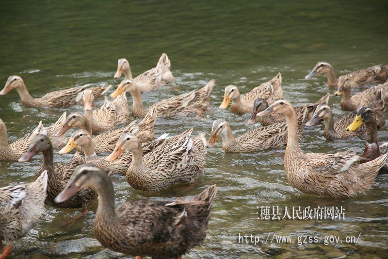 爱游戏（ayx）中国官方网站：全北夺冠中超应反思 青训对比折射中国人才荒芜