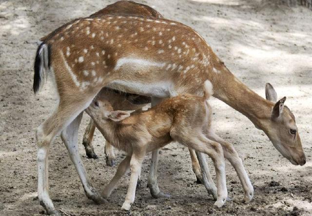 “ayx官方网站”冬奥带动出境滑雪旅游 日本成中国游客热门目标