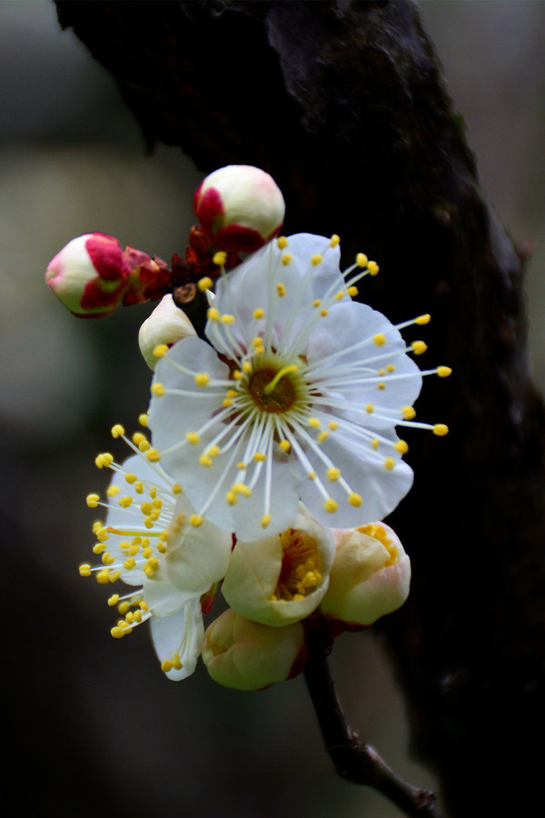 
巴黎爆冷输球引热议：跟欧冠决赛的阵容比一比 就知道为什么输了_爱游戏（ayx）中国官方网站