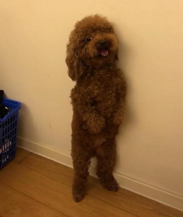 【爱游戏（ayx）中国官方网站】
女排联赛外援悬而未决 第二位外援确认加盟 世界杯最佳主攻官宣